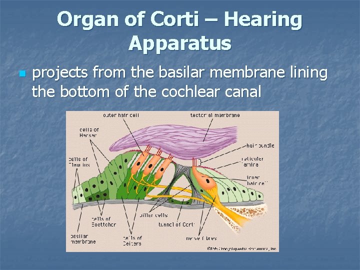 Organ of Corti – Hearing Apparatus n projects from the basilar membrane lining the