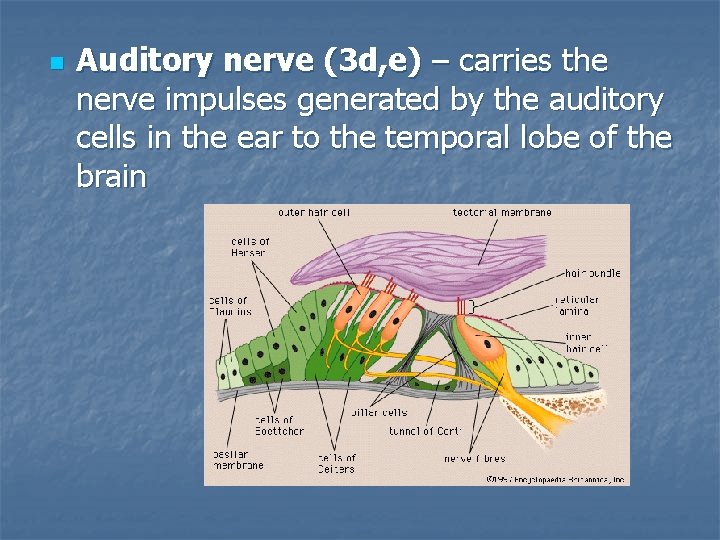 n Auditory nerve (3 d, e) – carries the nerve impulses generated by the