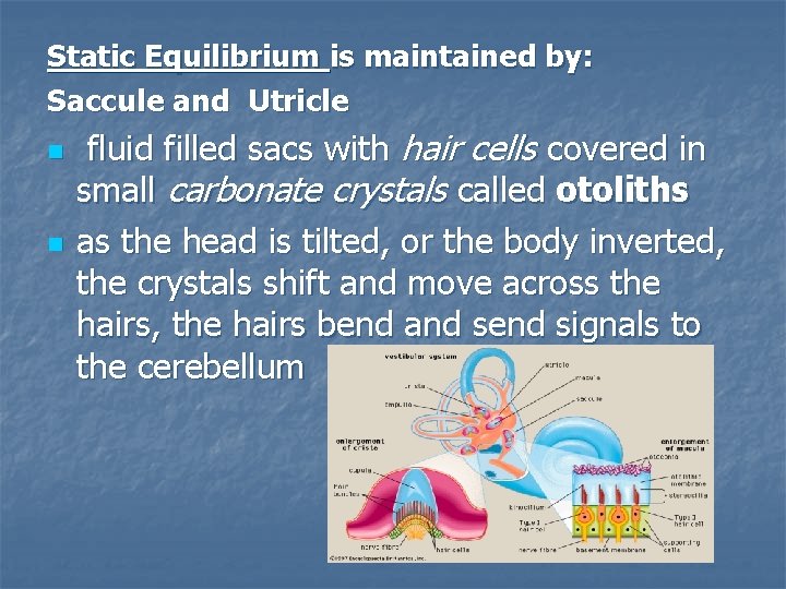 Static Equilibrium is maintained by: Saccule and Utricle n n fluid filled sacs with