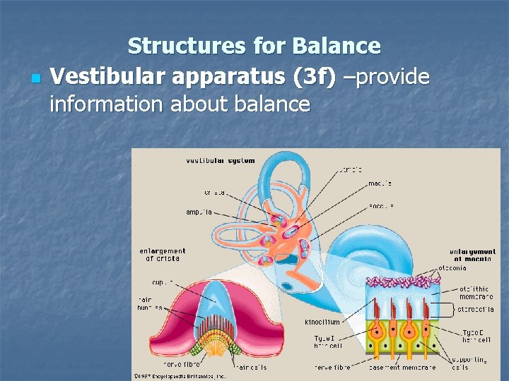 n Structures for Balance Vestibular apparatus (3 f) –provide information about balance 