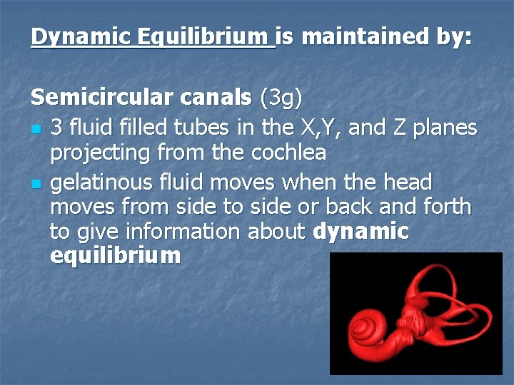 Dynamic Equilibrium is maintained by: Semicircular canals (3 g) n 3 fluid filled tubes