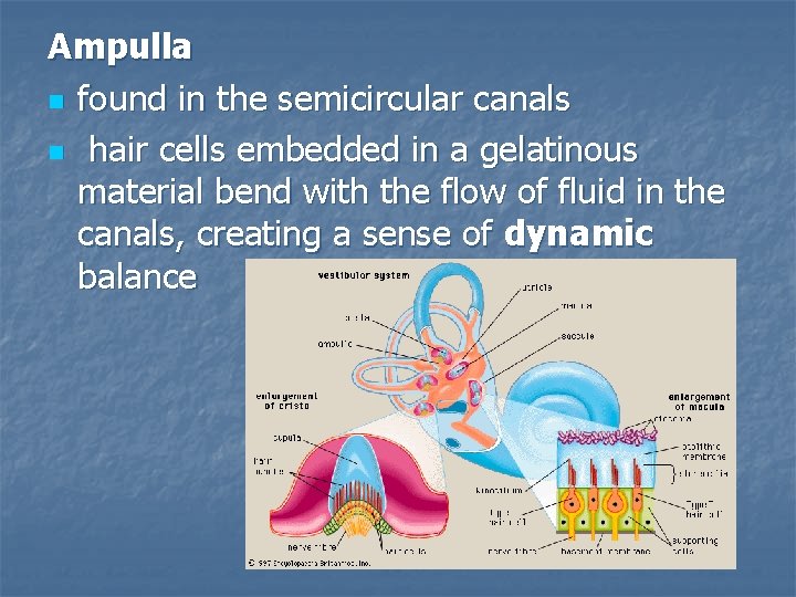 Ampulla n found in the semicircular canals n hair cells embedded in a gelatinous