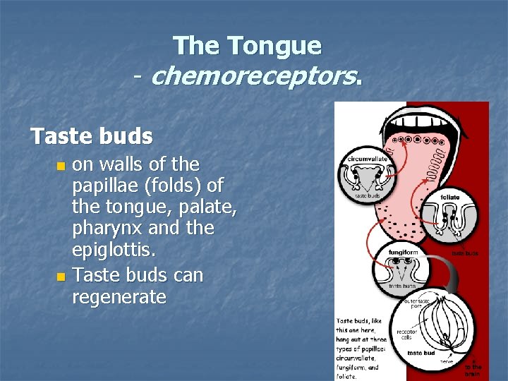 The Tongue - chemoreceptors. Taste buds on walls of the papillae (folds) of the
