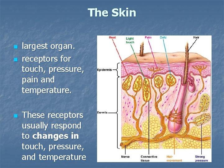 The Skin n largest organ. receptors for touch, pressure, pain and temperature. These receptors