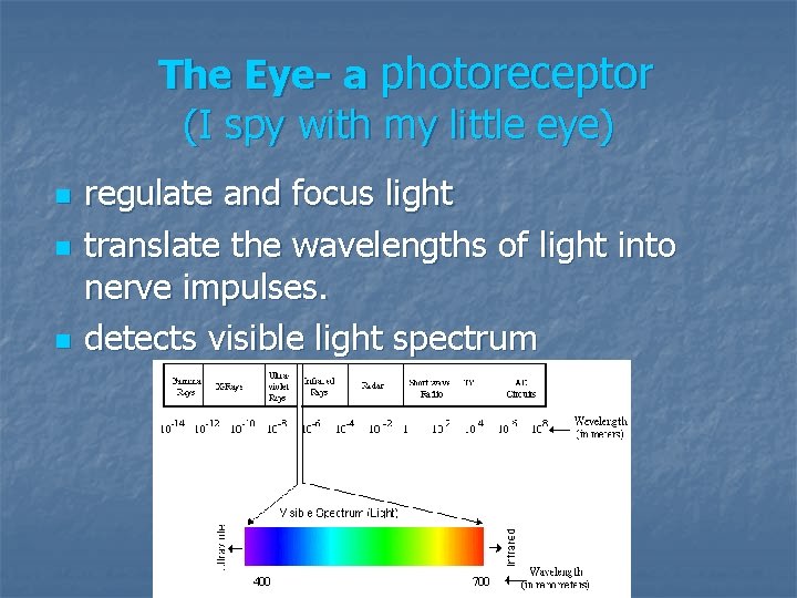 The Eye- a photoreceptor (I spy with my little eye) n n n regulate