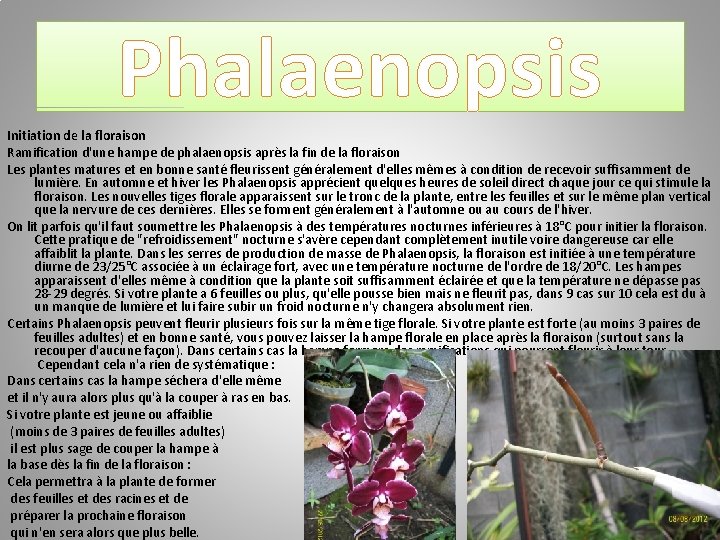 Phalaenopsis Initiation de la floraison Ramification d'une hampe de phalaenopsis après la fin de