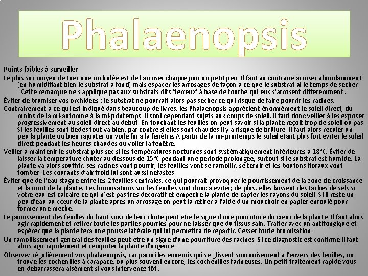 Phalaenopsis Points faibles à surveiller Le plus sûr moyen de tuer une orchidée est