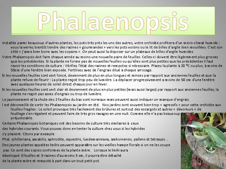 Phalaenopsis Installée parmi beaucoup d’autres plantes, les pots très près les uns des autres,