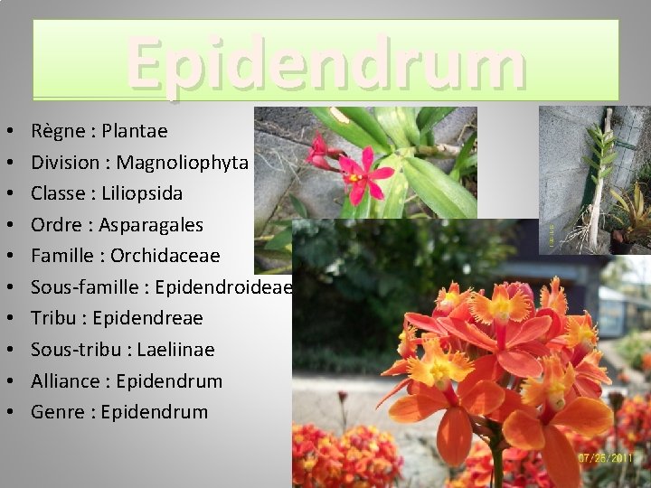 Epidendrum • • • Règne : Plantae Division : Magnoliophyta Classe : Liliopsida Ordre