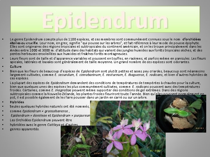 Epidendrum • • • Le genre Epidendrum compte plus de 1100 espèces, et ces