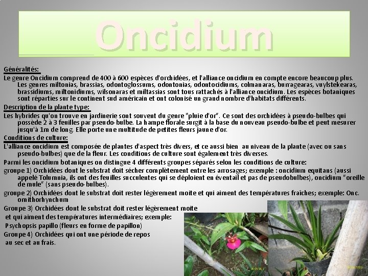 Oncidium Généralités: Le genre Oncidium comprend de 400 à 600 espèces d'orchidées, et l'alliance