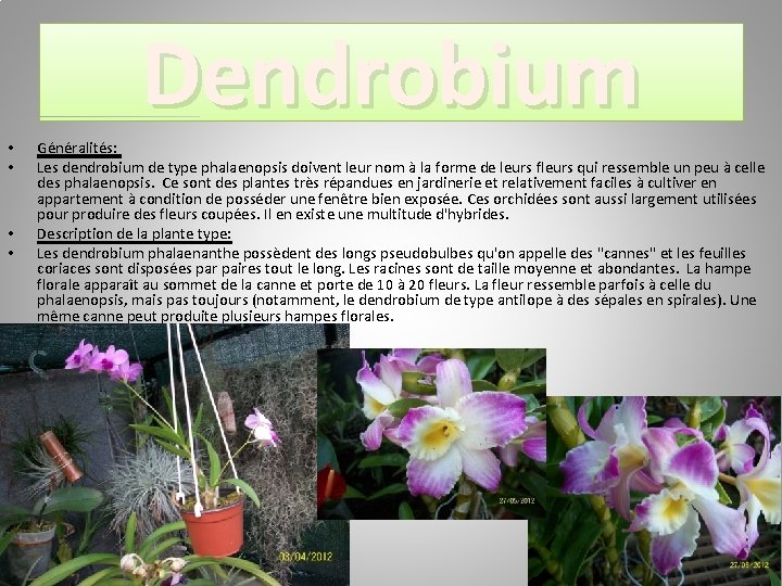 Dendrobium • • • Généralités: Les dendrobium de type phalaenopsis doivent leur nom à