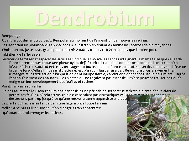 Dendrobium Rempotage Quant le pot devient trop petit. Rempoter au moment de l'apparition des