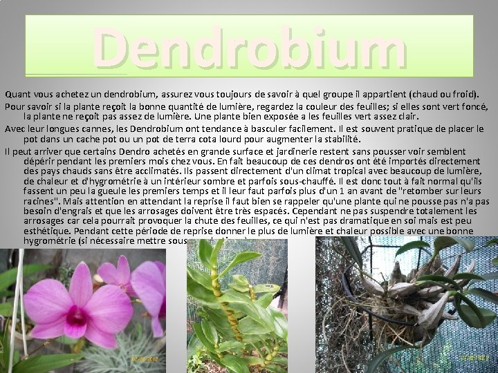 Dendrobium Quant vous achetez un dendrobium, assurez vous toujours de savoir à quel groupe