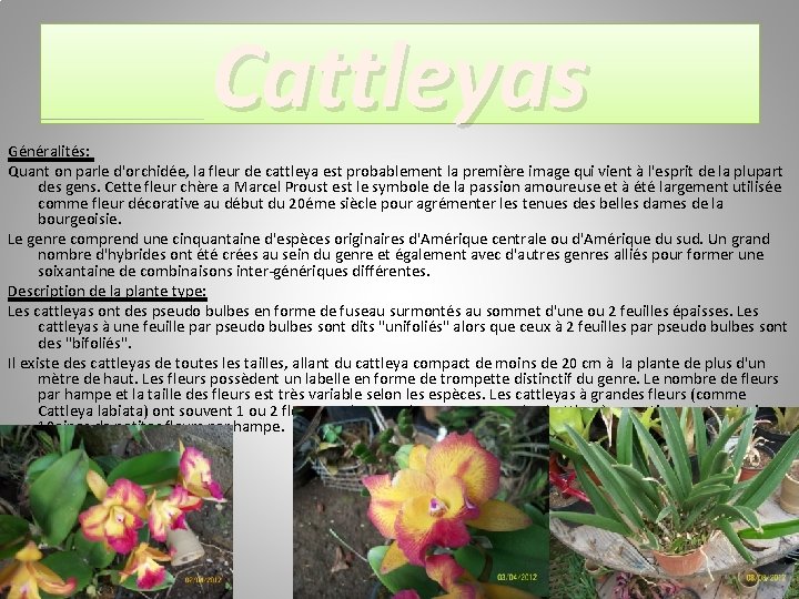 Cattleyas Généralités: Quant on parle d'orchidée, la fleur de cattleya est probablement la première