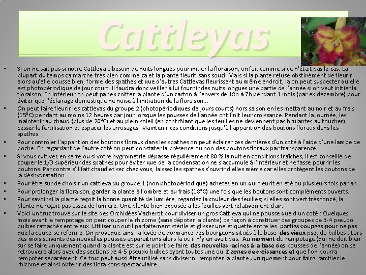 Cattleyas • • Si on ne sait pas si notre Cattleya a besoin de