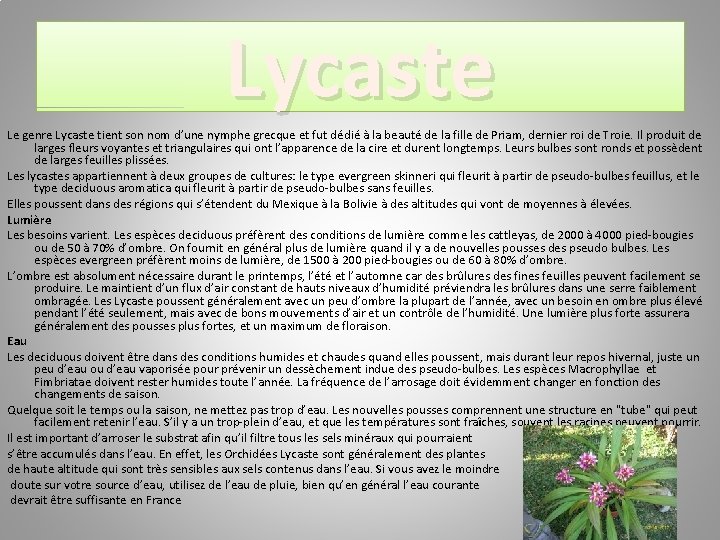 Lycaste Le genre Lycaste tient son nom d’une nymphe grecque et fut dédié à