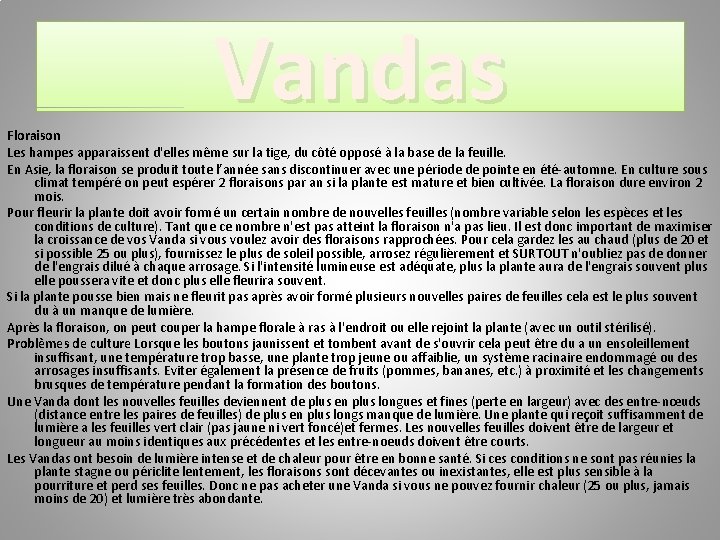 Vandas Floraison Les hampes apparaissent d'elles même sur la tige, du côté opposé à