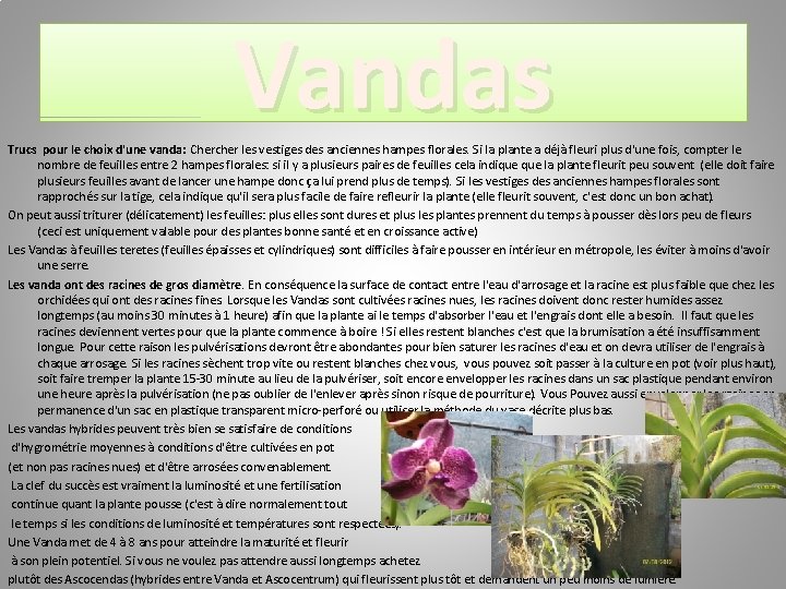 Vandas Trucs pour le choix d'une vanda: Chercher les vestiges des anciennes hampes florales.