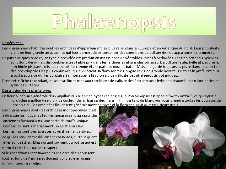 Phalaenopsis Généralités: Les Phalaenopsis hybrides sont les orchidées d'appartement les plus répandues en Europe