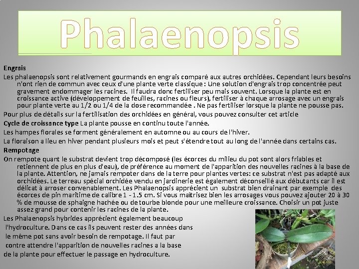 Phalaenopsis Engrais Les phalaenopsis sont relativement gourmands en engrais comparé aux autres orchidées. Cependant