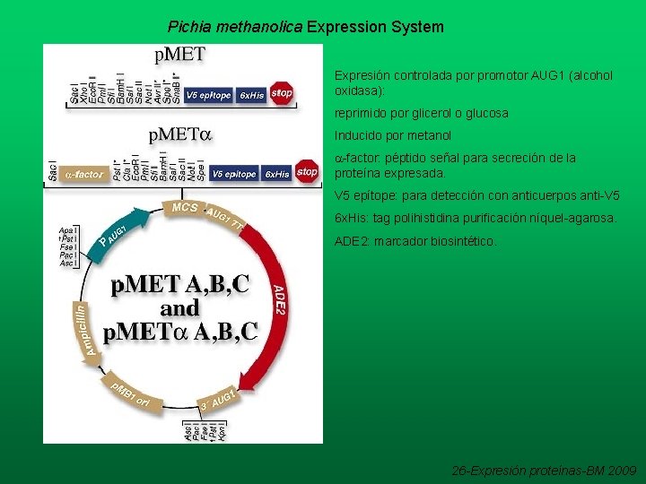 Pichia methanolica Expression System Expresión controlada por promotor AUG 1 (alcohol oxidasa): reprimido por Pichia methanolica Expression System Expresión controlada por promotor AUG 1 (alcohol oxidasa): reprimido por