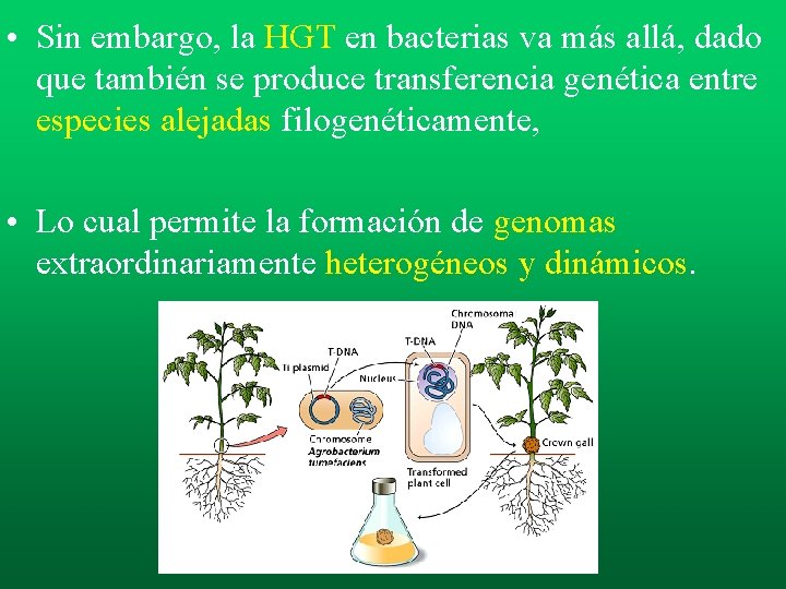 • Sin embargo, la HGT en bacterias va más allá, dado que también • Sin embargo, la HGT en bacterias va más allá, dado que también
