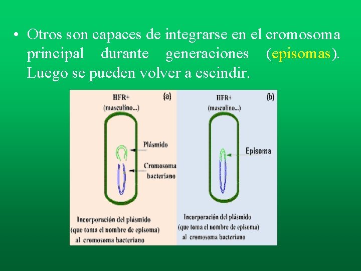 • Otros son capaces de integrarse en el cromosoma principal durante generaciones (episomas). • Otros son capaces de integrarse en el cromosoma principal durante generaciones (episomas).