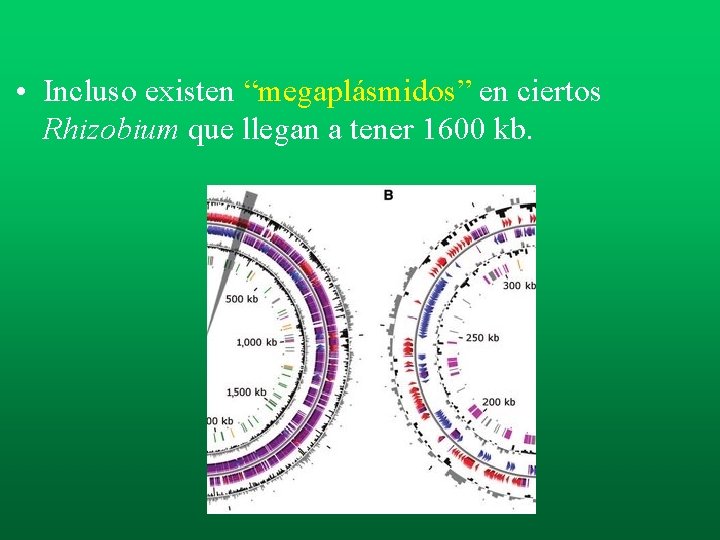 • Incluso existen “megaplásmidos” en ciertos Rhizobium que llegan a tener 1600 kb. • Incluso existen “megaplásmidos” en ciertos Rhizobium que llegan a tener 1600 kb.