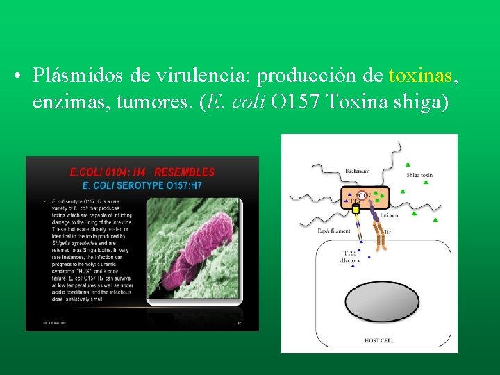 • Plásmidos de virulencia: producción de toxinas, enzimas, tumores. (E. coli O 157 • Plásmidos de virulencia: producción de toxinas, enzimas, tumores. (E. coli O 157