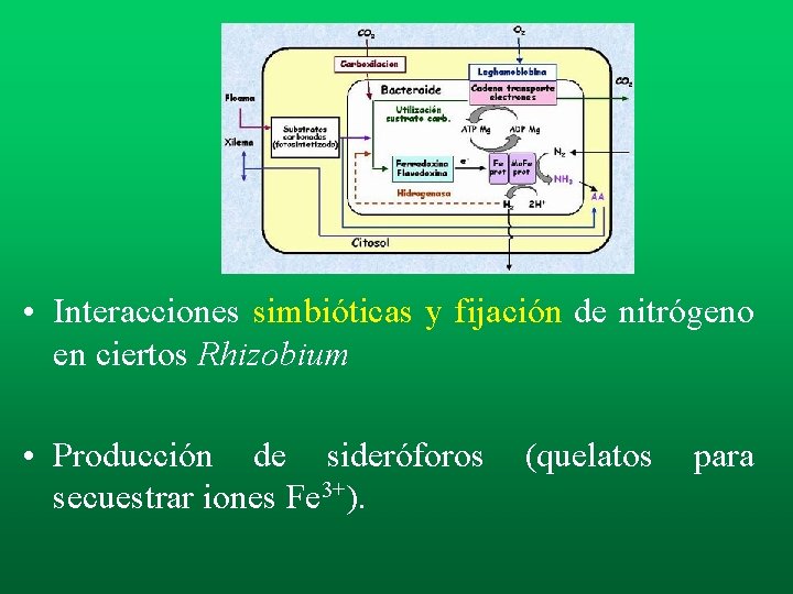 • Interacciones simbióticas y fijación de nitrógeno en ciertos Rhizobium • Producción de • Interacciones simbióticas y fijación de nitrógeno en ciertos Rhizobium • Producción de