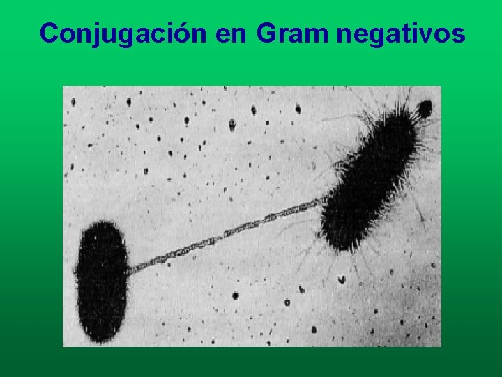 Conjugación en Gram negativos Conjugación en Gram negativos