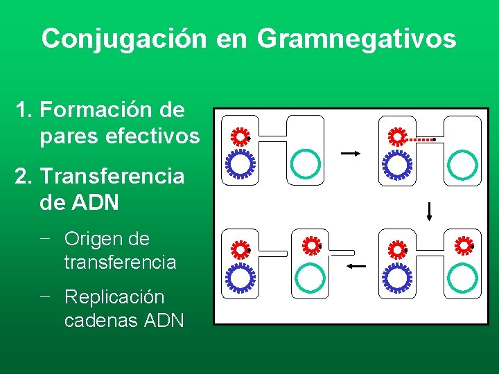 Conjugación en Gramnegativos 1. Formación de pares efectivos 2. Transferencia de ADN F+ F- Conjugación en Gramnegativos 1. Formación de pares efectivos 2. Transferencia de ADN F+ F-