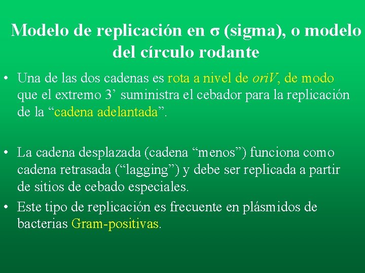 Modelo de replicación en σ (sigma), o modelo del círculo rodante • Una de Modelo de replicación en σ (sigma), o modelo del círculo rodante • Una de