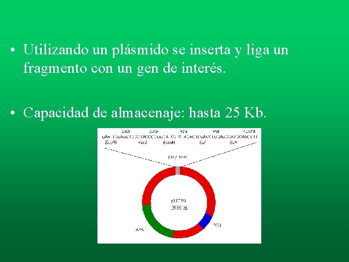 • Utilizando un plásmido se inserta y liga un fragmento con un gen • Utilizando un plásmido se inserta y liga un fragmento con un gen