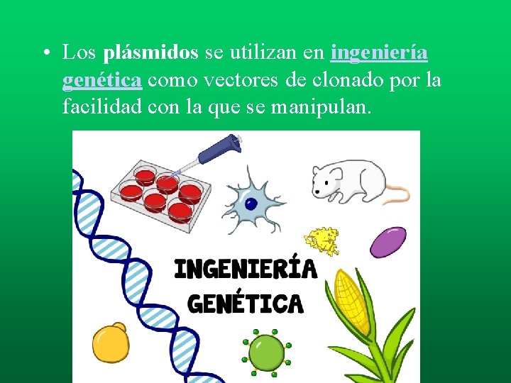 • Los plásmidos se utilizan en ingeniería genética como vectores de clonado por • Los plásmidos se utilizan en ingeniería genética como vectores de clonado por