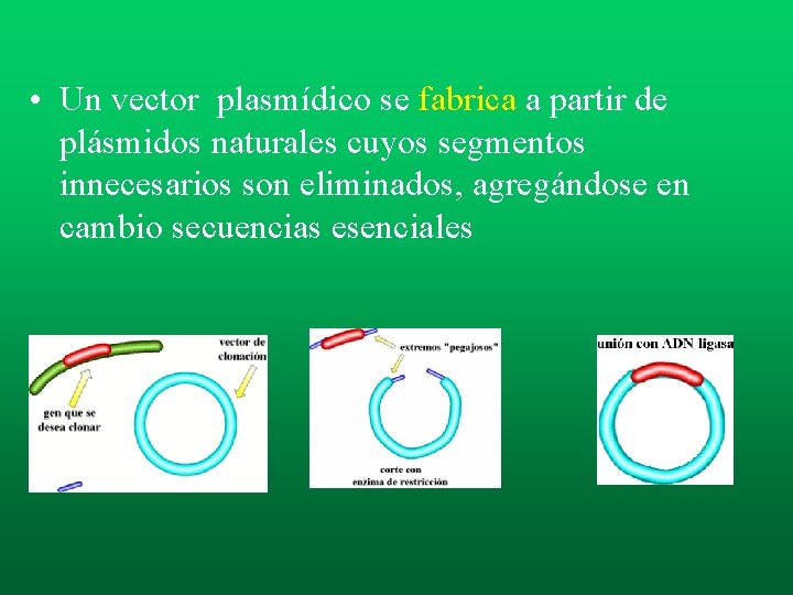• Un vector plasmídico se fabrica a partir de plásmidos naturales cuyos segmentos • Un vector plasmídico se fabrica a partir de plásmidos naturales cuyos segmentos