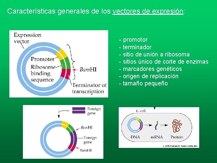 Características generales de los vectores de expresión: - promotor - terminador - sitio de Características generales de los vectores de expresión: - promotor - terminador - sitio de