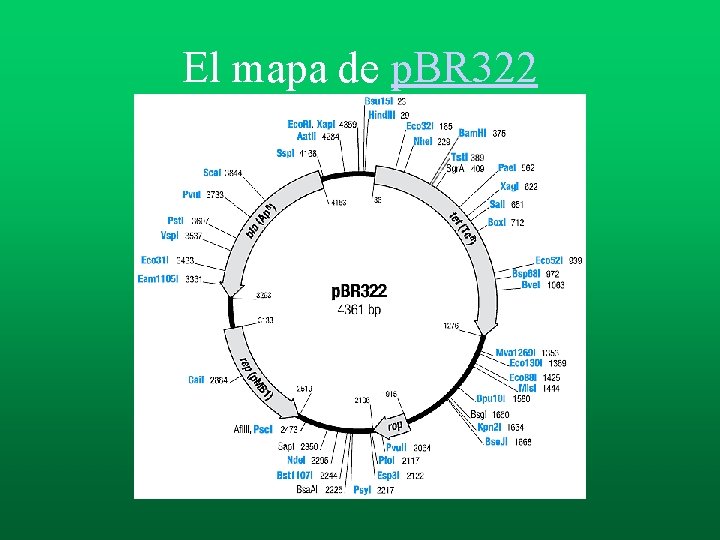 El mapa de p. BR 322 El mapa de p. BR 322