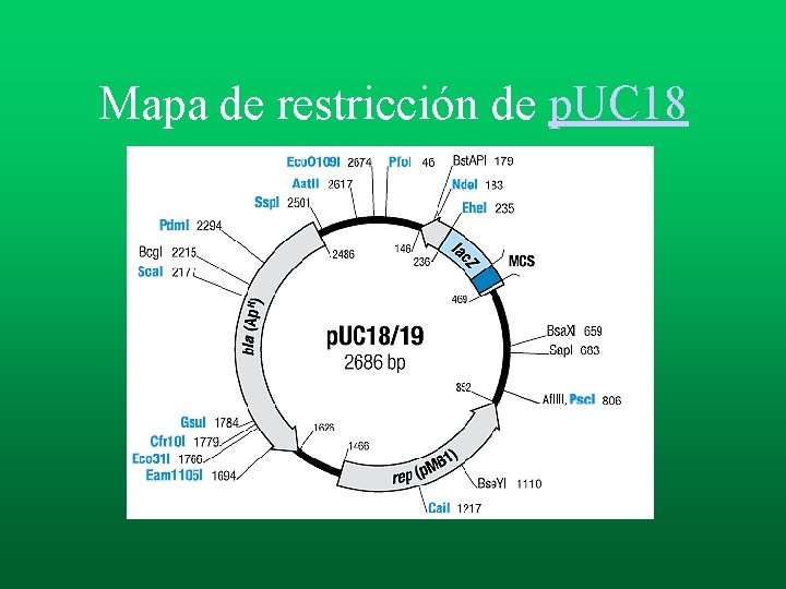 Mapa de restricción de p. UC 18 Mapa de restricción de p. UC 18