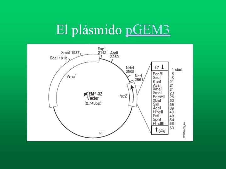 El plásmido p. GEM 3 El plásmido p. GEM 3
