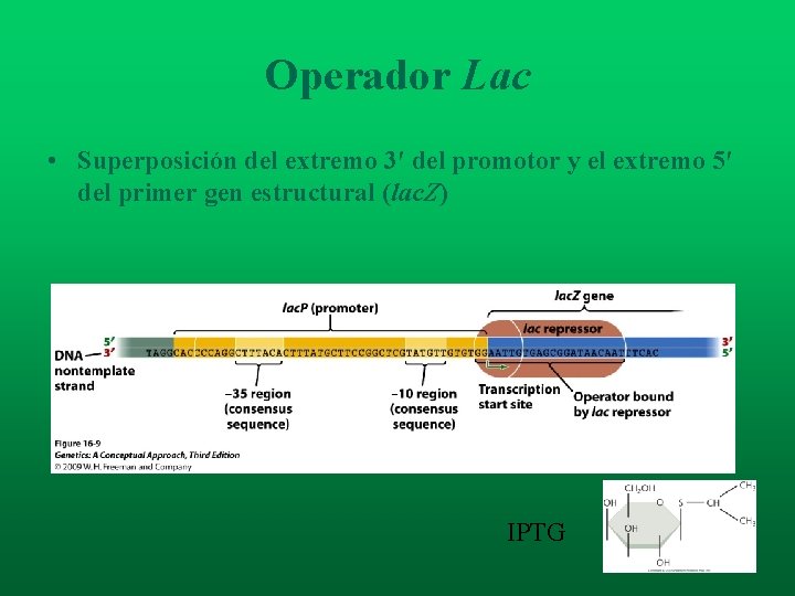 Operador Lac • Superposición del extremo 3′ del promotor y el extremo 5′ del Operador Lac • Superposición del extremo 3′ del promotor y el extremo 5′ del
