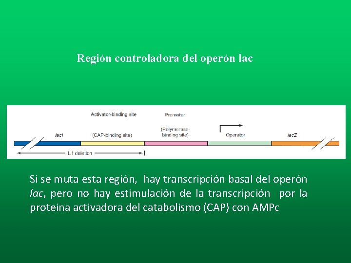Región controladora del operón lac Si se muta esta región, hay transcripción basal del Región controladora del operón lac Si se muta esta región, hay transcripción basal del