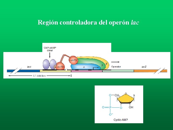 Región controladora del operón lac Región controladora del operón lac