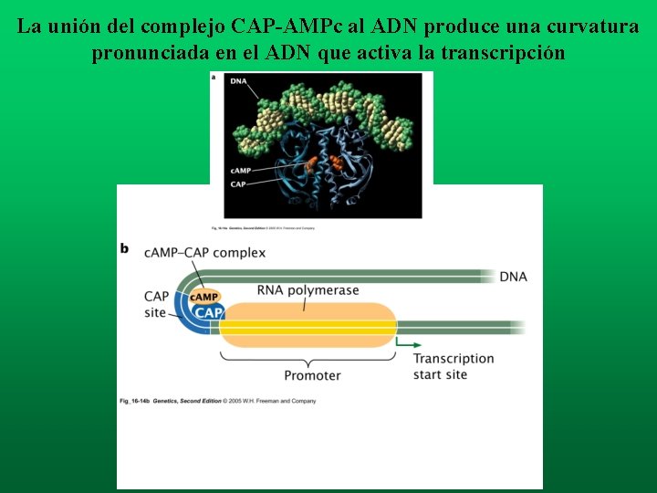 La unión del complejo CAP-AMPc al ADN produce una curvatura pronunciada en el ADN La unión del complejo CAP-AMPc al ADN produce una curvatura pronunciada en el ADN