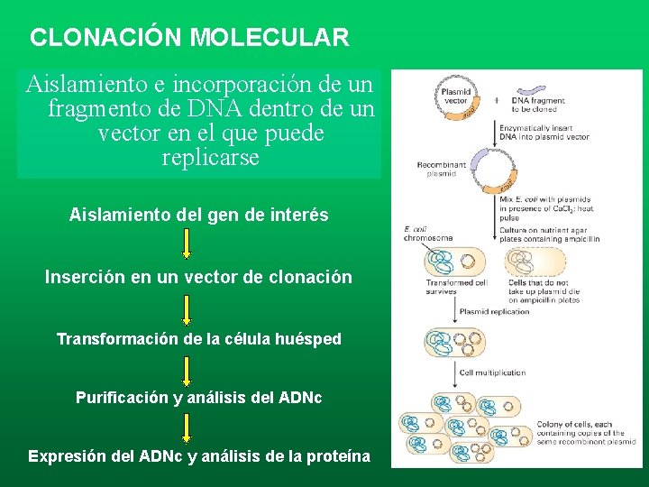 CLONACIÓN MOLECULAR Aislamiento e incorporación de un fragmento de DNA dentro de un vector CLONACIÓN MOLECULAR Aislamiento e incorporación de un fragmento de DNA dentro de un vector