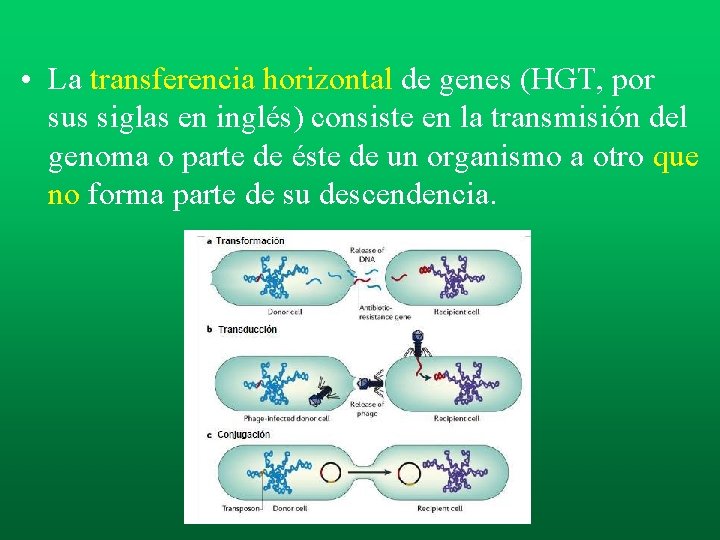 • La transferencia horizontal de genes (HGT, por sus siglas en inglés) consiste • La transferencia horizontal de genes (HGT, por sus siglas en inglés) consiste