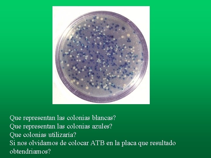Que representan las colonias blancas? Que representan las colonias azules? Que colonias utilizaría? Si Que representan las colonias blancas? Que representan las colonias azules? Que colonias utilizaría? Si