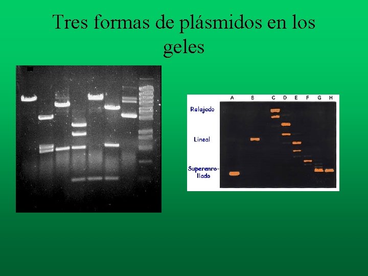 Tres formas de plásmidos en los geles Tres formas de plásmidos en los geles