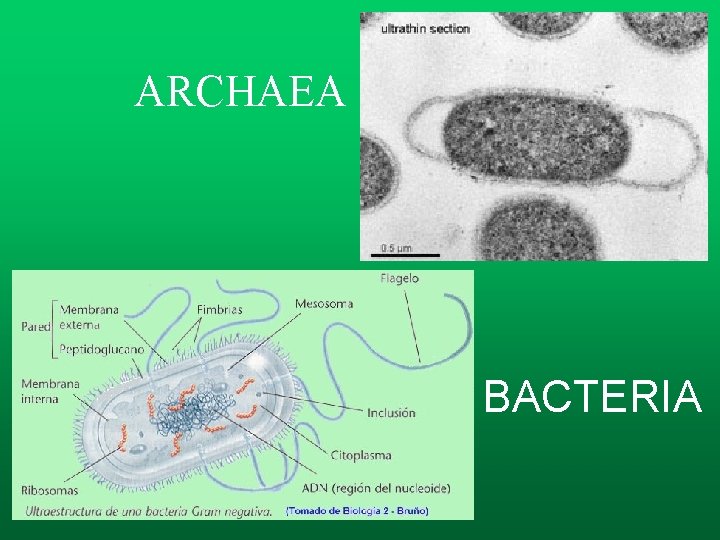 ARCHAEA BACTERIA ARCHAEA BACTERIA